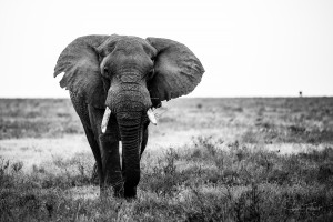 Le vieil elephant